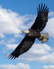 american bald eagle