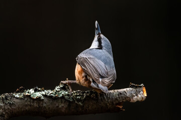 portrait of a nuthatch against a dark background