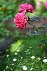 pink roses closeup photo on beautiful summer sunny garden background
