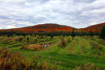 North america fall landscape eastern township Bromont-Shefford Quebec province Canada