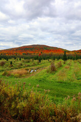 Obraz premium North america fall landscape eastern township Bromont-Shefford Quebec province Canada