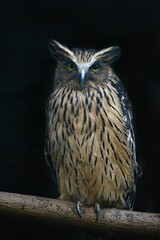 Portrait of the buffy fish owl (Ketupa ketupu), also known as the Malay fish owl. Prague zoo, Czech republic. 
