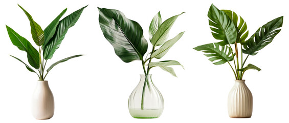 Set of different styles of vase and tropical plant cutout isolated on transparent background
