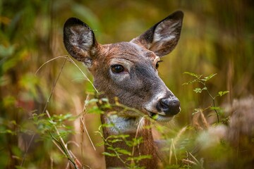 Majestic deer stands in a picturesque landscape of tall grass and weeds