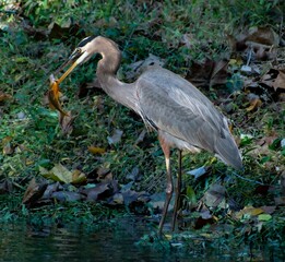 Heron Caught a Fish