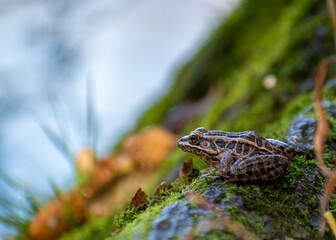 Streamside Frog