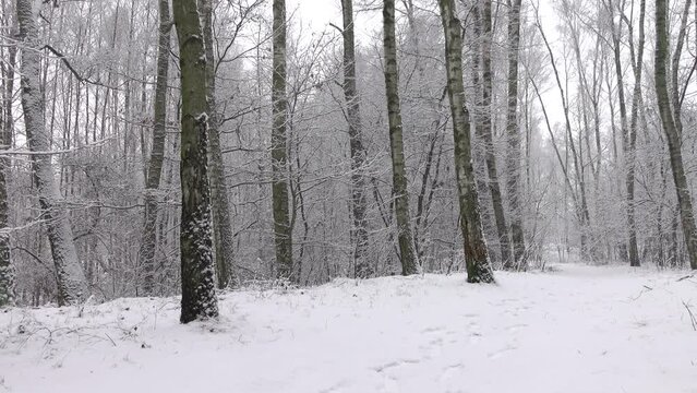 Beautiful winter birches in forest 4K. Calm scene, outdoor, branches, nature, daylight, day, land, trees, ice, brich, park, snowy, snow, frost, cold, view, motion, pan, panning,ultra hd. ProRes 422 HQ
