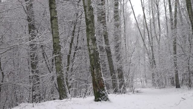 Beautiful winter birches in forest 4K. Calm scene, outdoor, branches, nature, daylight, day, land, trees, ice, brich, park, snowy, snow, frost, cold, view, motion, pan, panning,ultra hd. ProRes 422 HQ