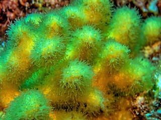 Fototapeta na wymiar Caribbean coral garden,coral polyps