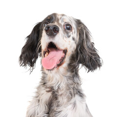 Dog english setter in PNG isolated on transparent background - obrazy, fototapety, plakaty
