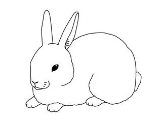 White bunny rabbit hare, simple but realistic line drawing. Vector isolated on transparent background