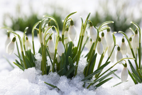 Blooming snowdrop flowers on the snow, selective focus blur. A beautiful card for the holiday in March.