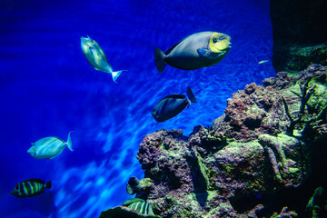 Exotic freshwater fishes in aquarium