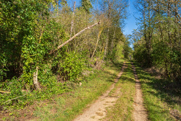 Fototapeta na wymiar Dirt road on Laurenziberg/Germany through a small forest on a sunny autumn day