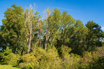 Group of trees at Laurenziberg/Germany on a wonderful sunny autumn day