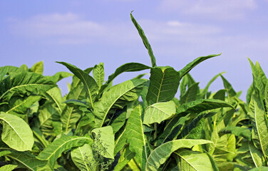 Obraz premium Tobacco plantation in Poland 