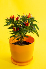 Bush of indoor decorative pepper on a yellow background