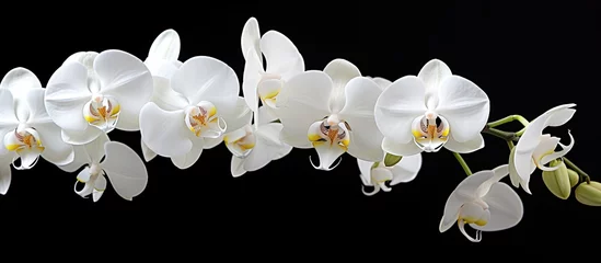 Foto auf Acrylglas Stunning white orchids © 2rogan