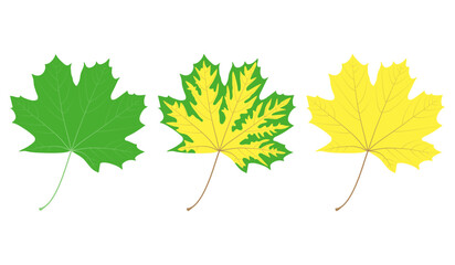 Change in leaf color. Multi-colored maple leaves on a white background.