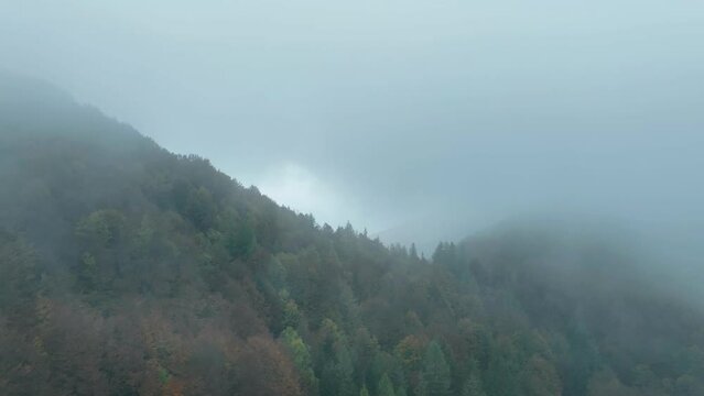 sorvolando un bosco in autunno immerso nella nebbia con il drone 4k