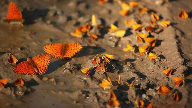Many butterflies sit on the shore of a pond, drinking water. Orange butterflies in a large cluster.