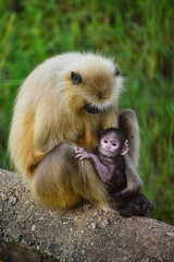 monkey mother and child