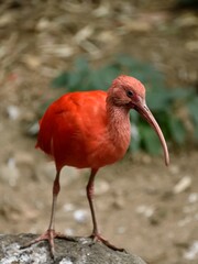 Ibis rouge
