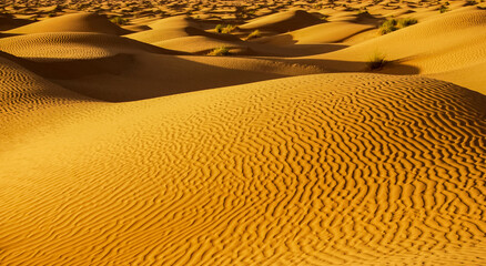 Desert landscape in the Wahiba sand, Oman