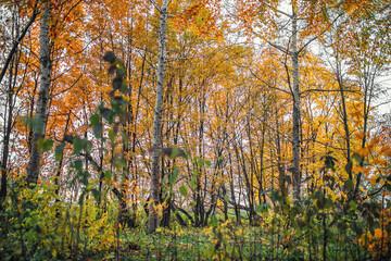 autumn trees in the park
