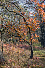 Fototapeta premium Yellow leaves fallen to the ground. Autumn background. Beautiful bright colors of autumn. Selective focus