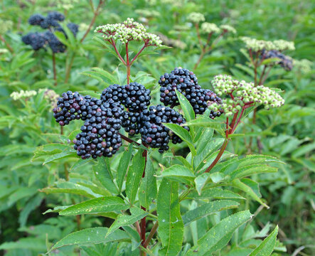 Berries ripe on the black grassy elder (Sambucus ebulus)