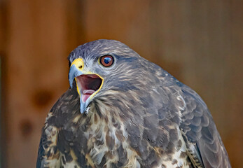 Bussard, Greifvogel