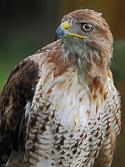 Bussard, Greifvogel