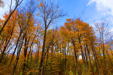 North america fall landscape eastern township Bromont-Shefford Quebec province Canada
