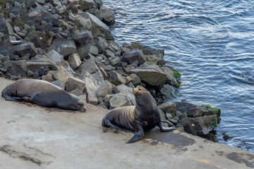 California Sea Loins on a concert slab at the Port of Ensenada, Mexico