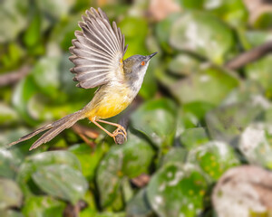 A Ashy Prinia