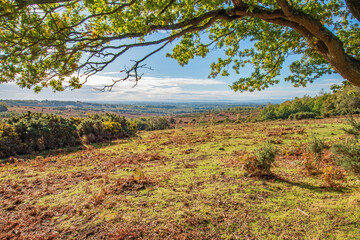 A winter morning view from under a tree on Ashdown Forest England