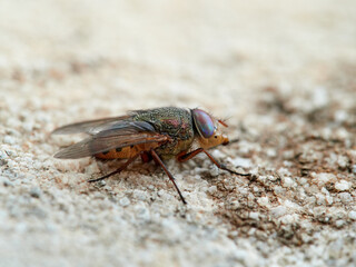 Fly with shiny eyes. Rhiniidae family. One of flies in the order Diptera, and formerly included in the Calliphoridae
