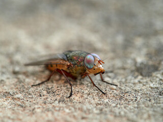 Fly with shiny eyes. Rhiniidae family. One of flies in the order Diptera, and formerly included in the Calliphoridae