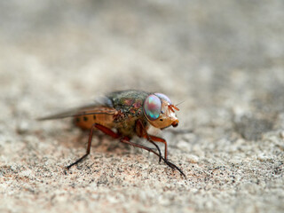 Fly with shiny eyes. Rhiniidae family. One of flies in the order Diptera, and formerly included in...
