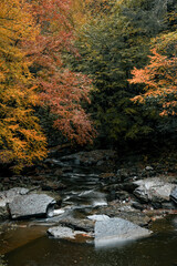 autumn forest stream