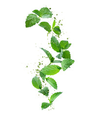 Fresh mint leaves with drops of water in the air on a white background