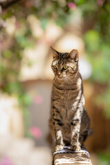 Naklejka na ściany i meble wild brown tabby cat with green eyes in the garden 