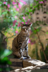 wild brown tabby cat with green eyes in the garden	