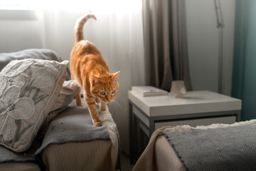 brown tabby cat with green eyes walking on a sofa under the light of the window © magui RF