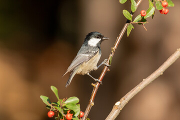 Periparus ater