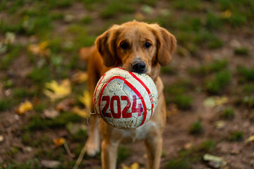 The Golden Retriever brings back a ball with the year 2024 on it.
