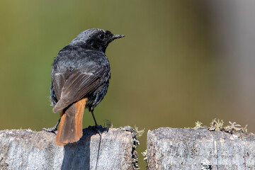 blackbird on a fence - obrazy, fototapety, plakaty