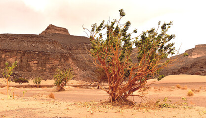Fototapeta na wymiar Sahara landscape with dry bushes and trees growing in the desert area with rock formations in the background