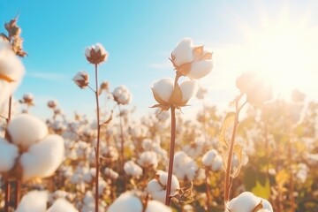 Cotton field. Cotton branches against a blue sky. Beautiful natural background, lush white cotton flowers. Cotton harvest for textile production, agricultural crop, industry - obrazy, fototapety, plakaty